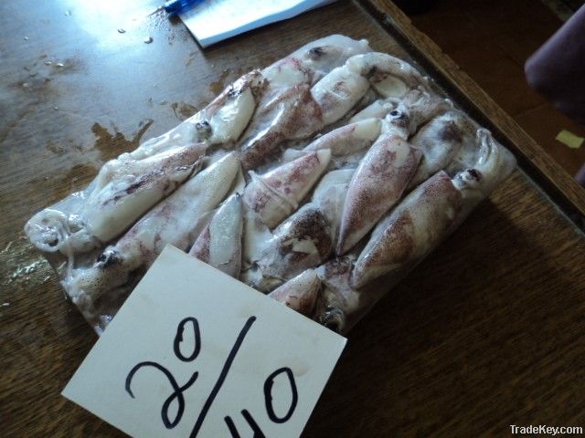 FROZEN SQUID WHOLE FISH