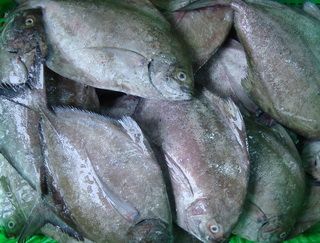 Black Pomfret Fish