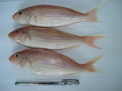 ThreadFin Bream Fish