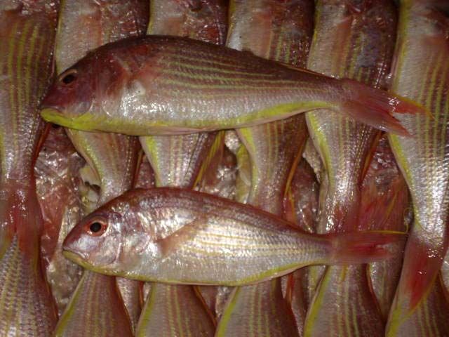 ThreadFin Bream Fish