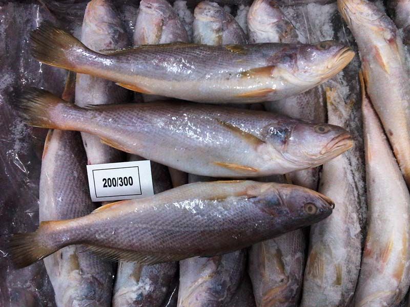 Tiger Tooth Croaker Fish