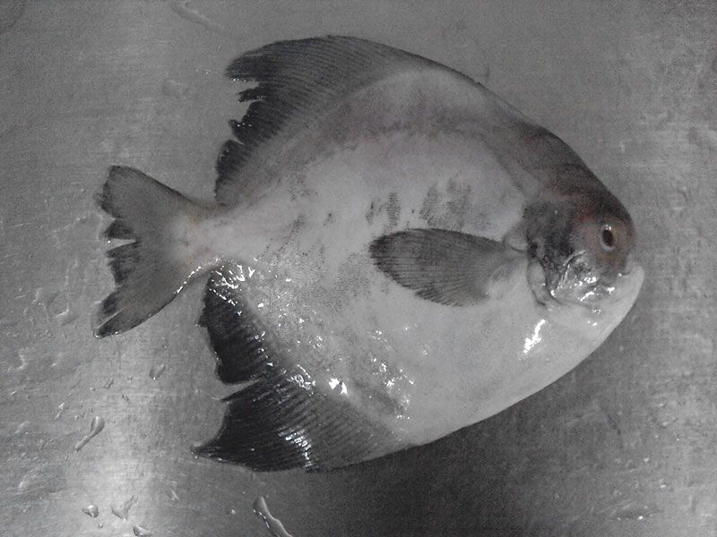 Chinese Pomfret Fish