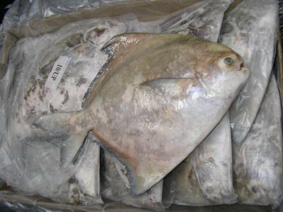 Chinese Pomfret Fish