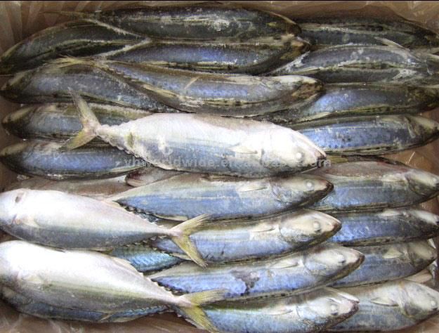 Indian Mackerel Fish