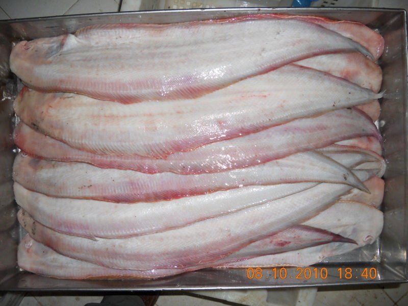 Red Tongue Sole Fish