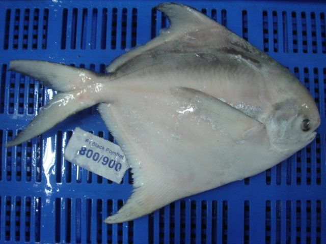 Silver Pomfret Fish