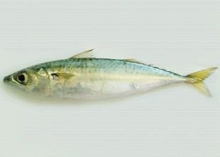 Indian Mackerel Fish