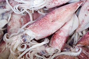 Squid Fish