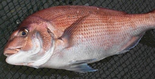 Red Sea Bream Fish