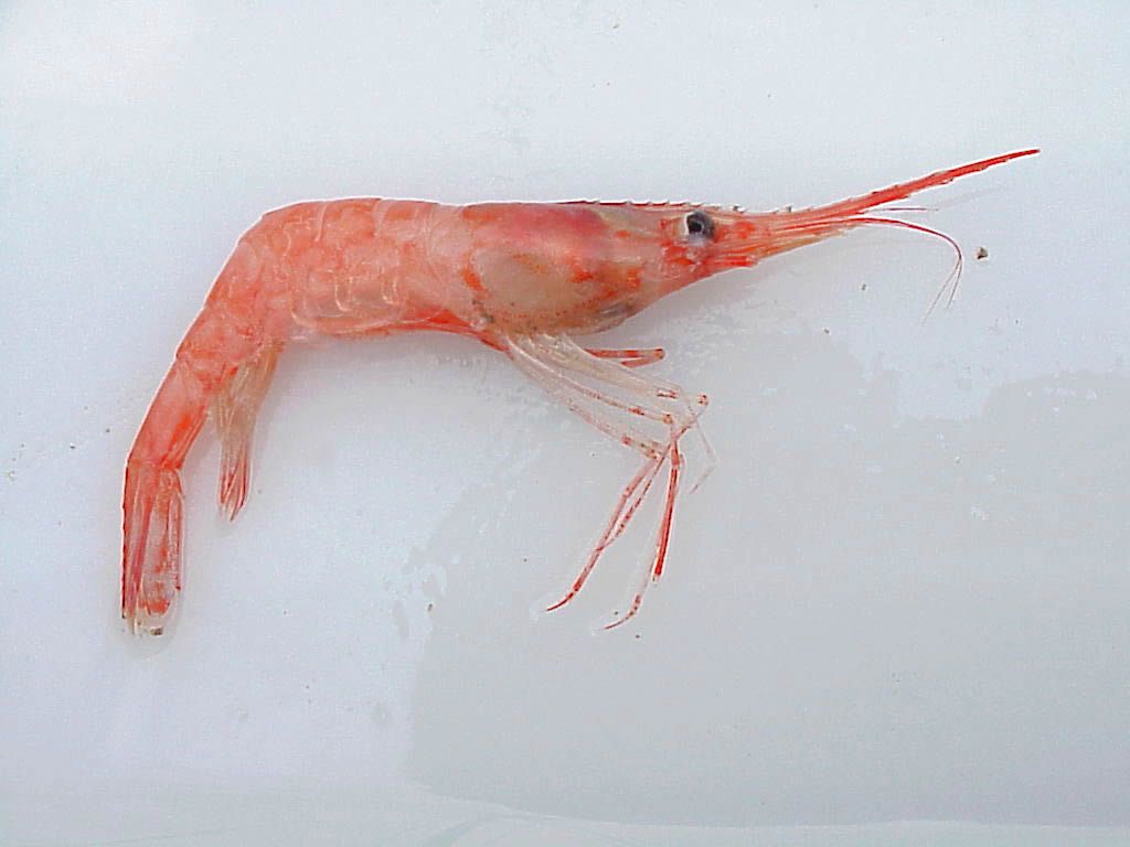 Pink Shrimp