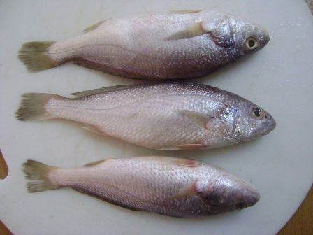 Silver Croaker Fish