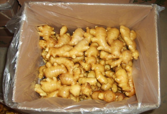 suply 2011 fresh ginger from qingdao