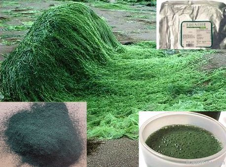 spirulina powder/tablet/capsule