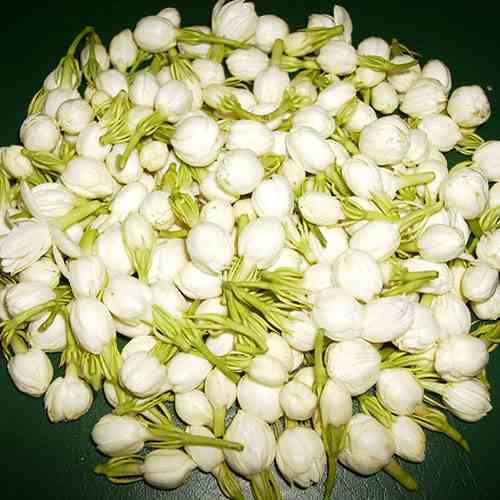 Jasmine Flowers