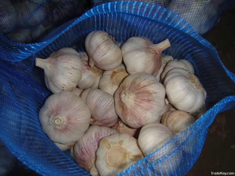 Normal white garlic