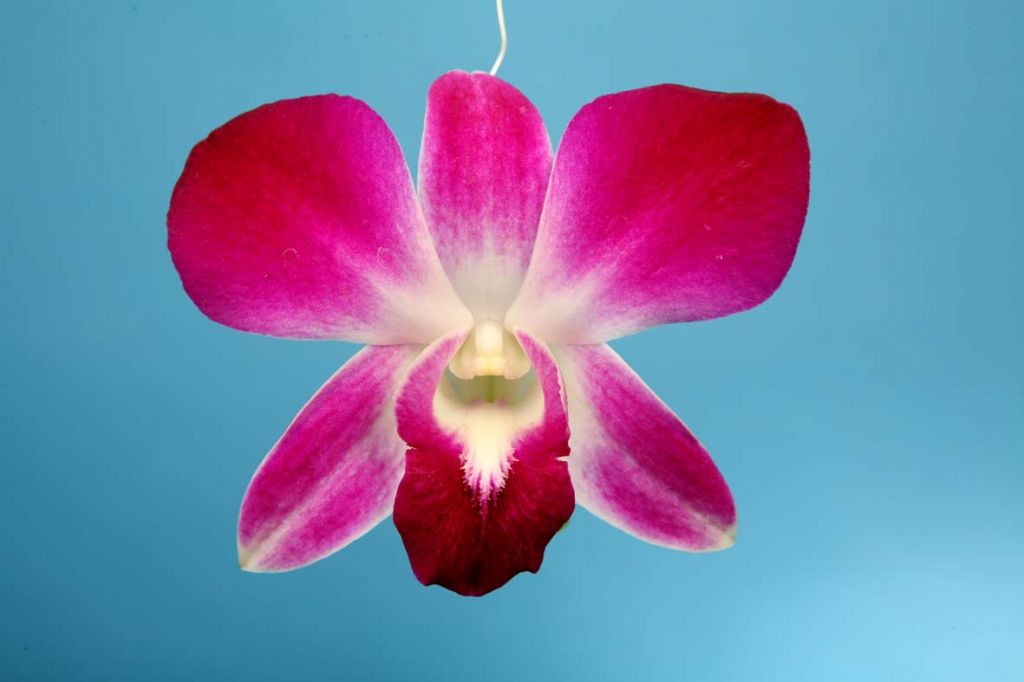 Thai Orchid, Premium quality @ best price