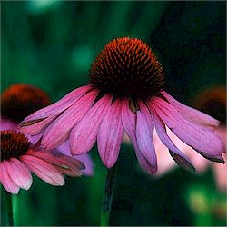 Echinacea Purpurea Extarct