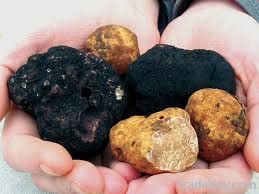 Black Truffle