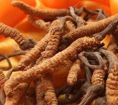 Cordyceps Extract