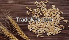 Barley feed grain