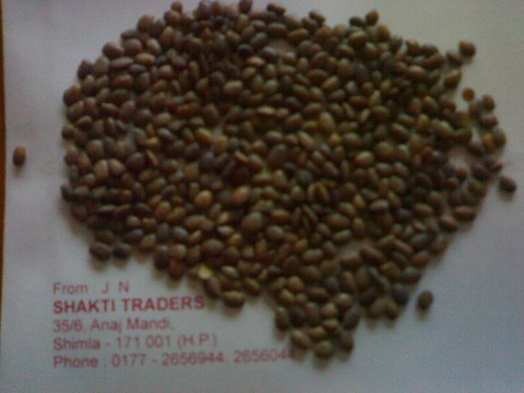 Horse gram (Kolthi)