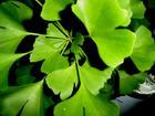 Ginkgo Biloba extract