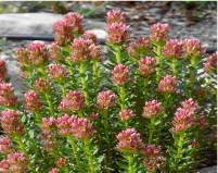 Rhodiola Rosea extract