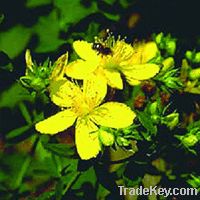 St. John's wort extract