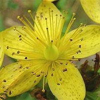 St. John's Wort Extract   *****