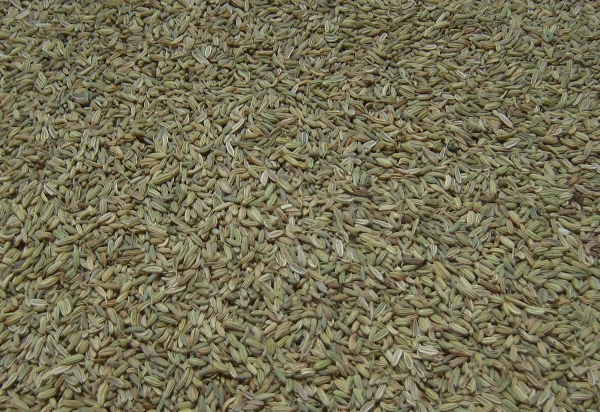 fennel Seeds