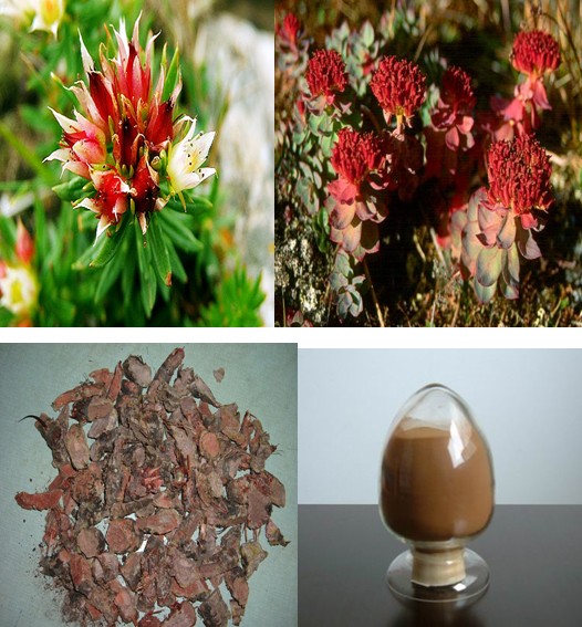 Rhodiola *****