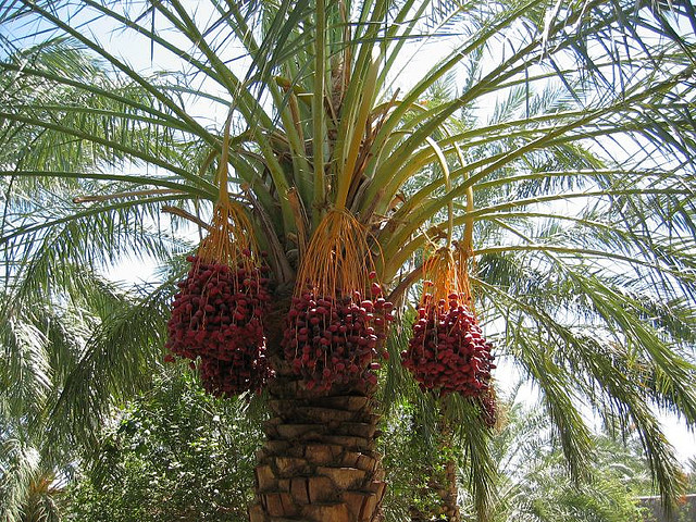 Iranian Dates