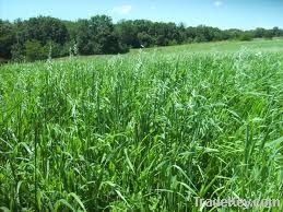 Forage Oats Seeds