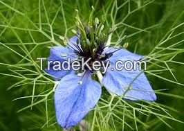 cumin seed oil