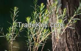 tea tree oil