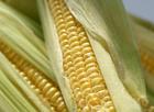 Phytosterol