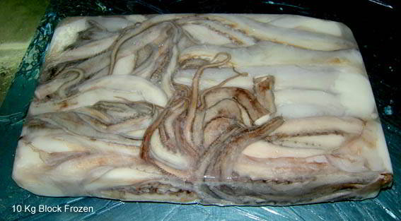 FROZEN GIANT SQUID TENTACLES