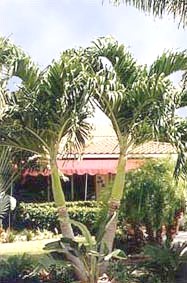 palm tree