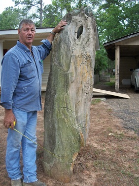 petrified wood