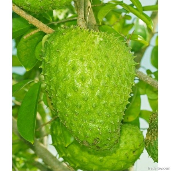 Soursop