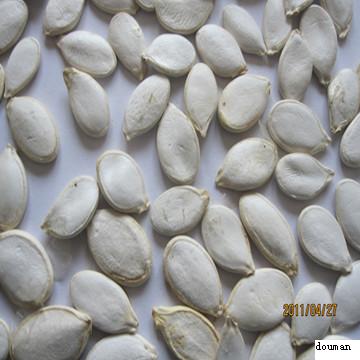 snow white pumpkin seeds -11cm