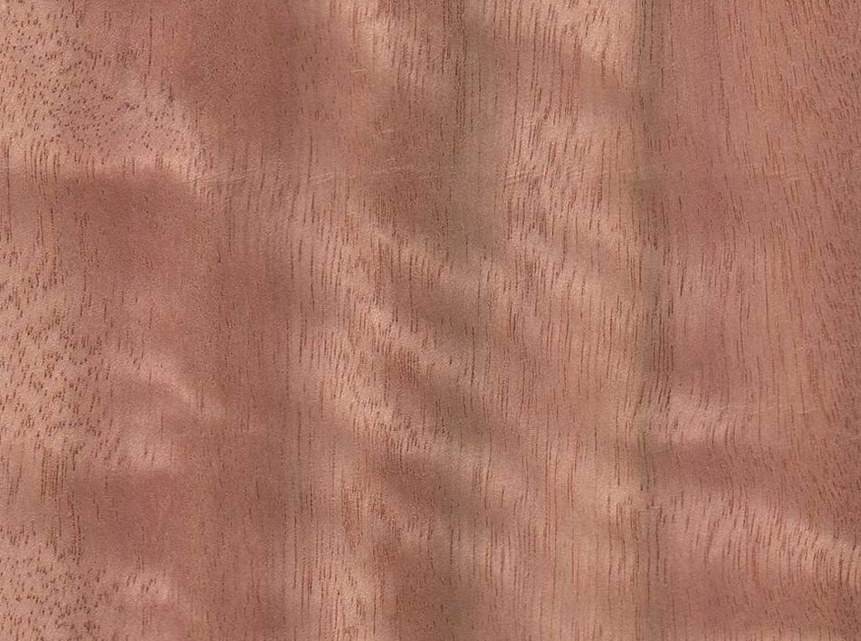 Eucalyptus Veneers