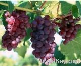 Grape seed extract