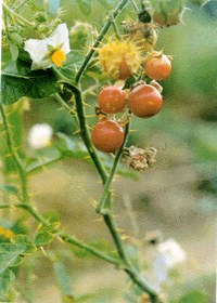 Sell Atropa Belladonna liquid extract