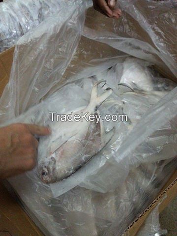 Frozen Pomfret for Sale from Bangladesh