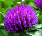 Red Clover Extract