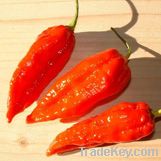 Bhut Jolokia