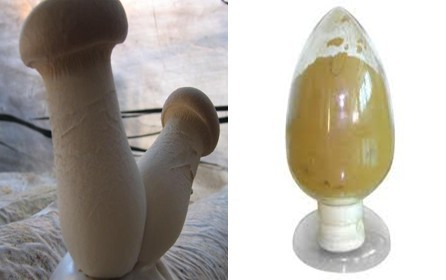 High purity pleurotus polysaccharide