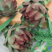 Artichoke *****