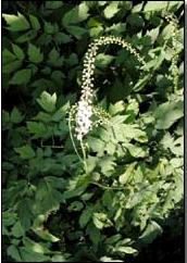 Black Cohosh *****